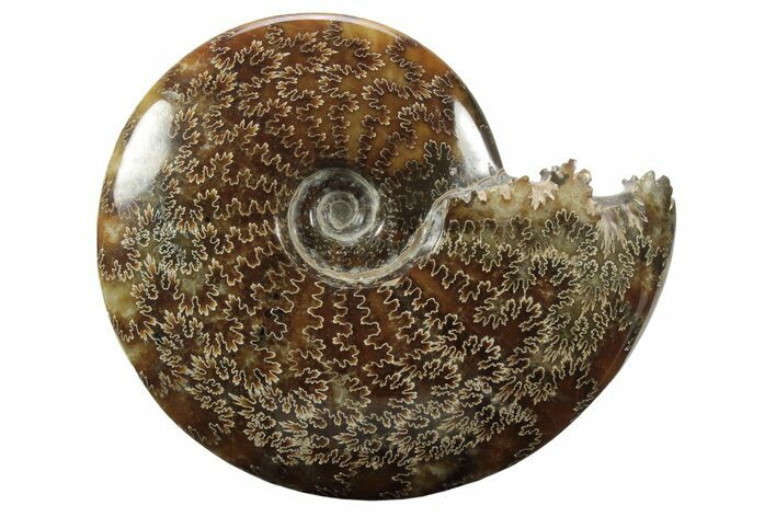 Polished Ammonite (Cleoniceras) Fossil - Madagascar #233510